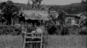 Padi: de rijstbouw en rijstoogst op West-Java by Amateurfilms